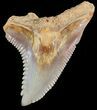Fossil Hemipristis Shark Tooth - Western Sahara #44279-1